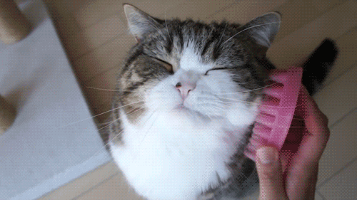 tumblr_mj4xi91rU81r6f2sjo3_500.gif