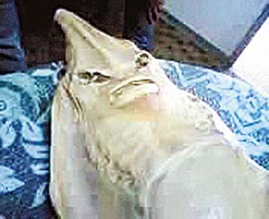 strange_fish.jpg
