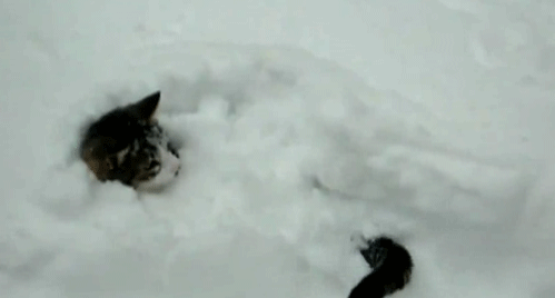 tumblr_myqexh0IRi1ro4v2no1_500.gif
