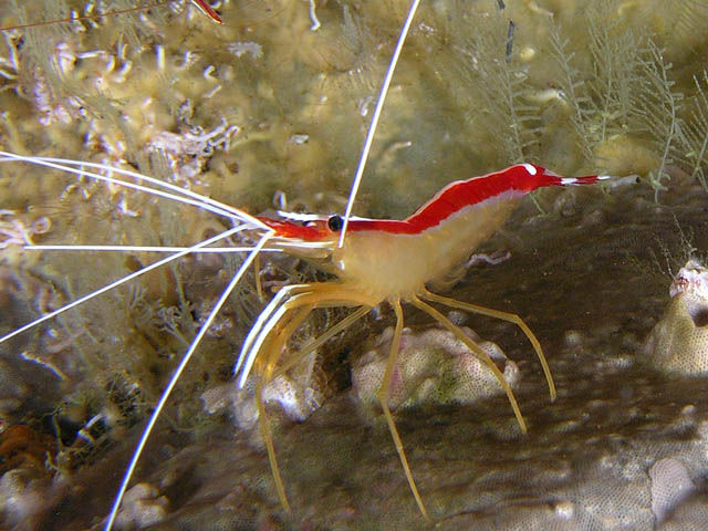 cleaner_shrimp.jpg