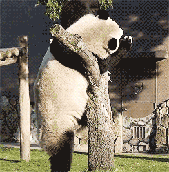 tumblr_mjvsbs2YgF1s5ovhio2_250.gif