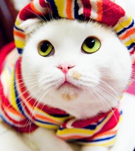 cute-cat-267x300.jpg