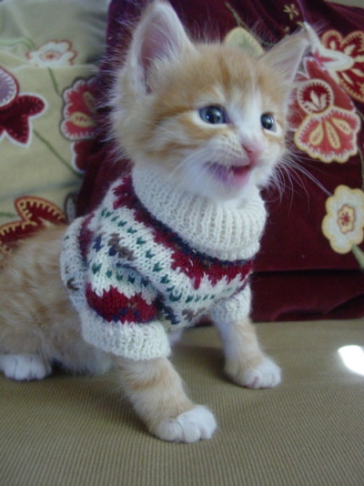tumblr_ml73b7r4zb1qancemo3_400.jpg