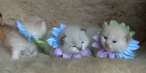 tumblr_mmhgufHYe81ql2603o1_500.gif