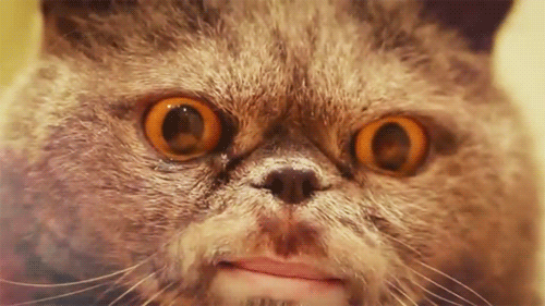 tumblr_m9q8yerAlE1qeg3czo1_500.gif