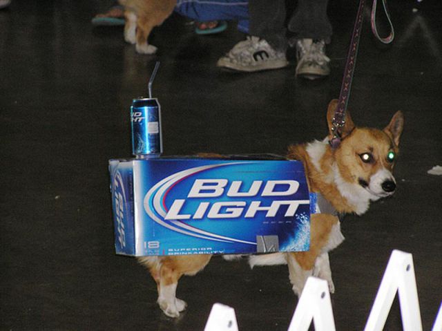 the_only_cute_corgi_halloween_costume_post_640_03.jpg