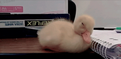 tumblr_mnu98drLS11rdaldwo1_400.gif