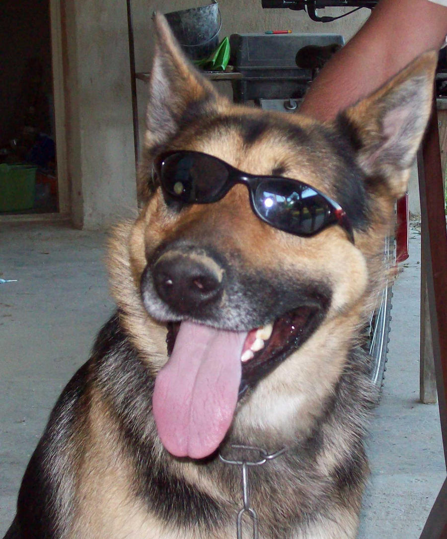 Cool_dog_by_Gaara_SasuNaru_fan.jpg