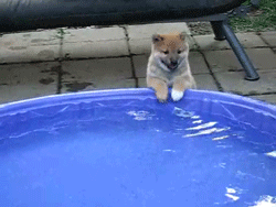tumblr_m45bm3icMI1qbw75zo4_250.gif
