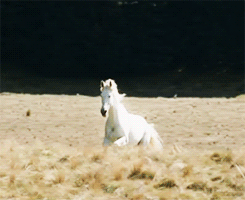 tumblr_miwxkbYGns1s5czvko3_250.gif