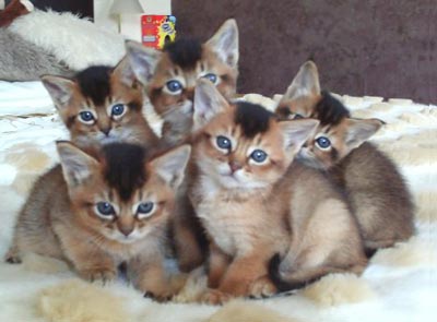 Kittens.jpg