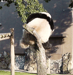tumblr_mjvsbs2YgF1s5ovhio3_250.gif
