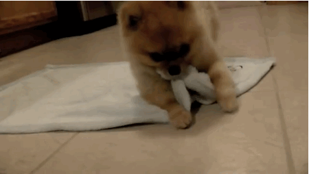 cute-puppy-gifs-towel.gif