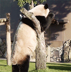 tumblr_mjvsbs2YgF1s5ovhio1_250.gif
