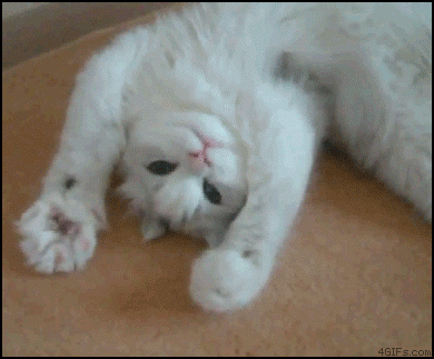 cute_cat_gif.gif