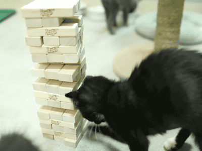 tumblr_mu6qmo1hTA1shpkbpo1_400.gif
