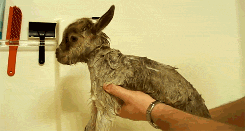 tumblr_mjd337wkwJ1qancemo3_500.gif