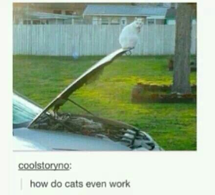tumblr_nbpxqtQqKE1tficwmo3_500.jpg