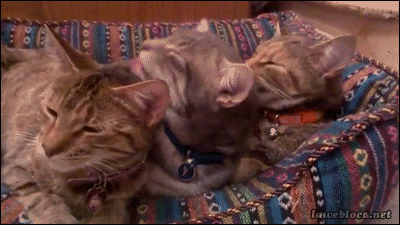 daily_gifdump_610_04.gif