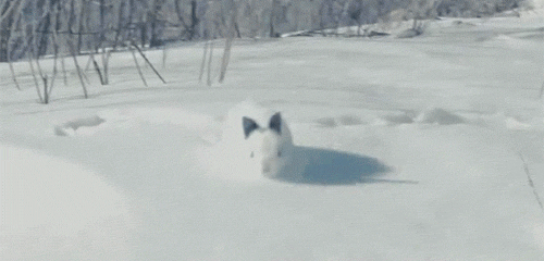tumblr_mx4nzaGHAv1qb61kpo1_500.gif