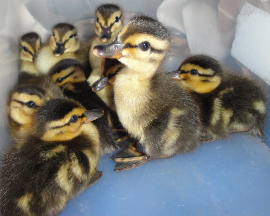 860_BBDucksKellogg2.JPG