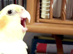 tumblr_mavpt2bCr91qfbgh4o1_250.gif