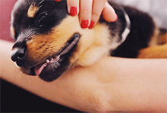 tumblr_mtuw17GLZd1sjqn7wo3_250.gif
