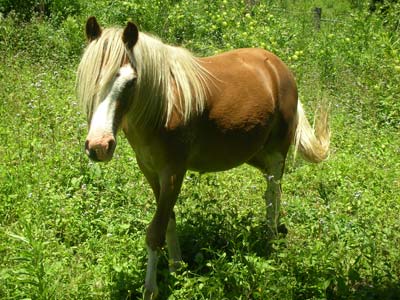 pony.jpg