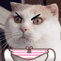 tumblr_n4hqh8YdQS1spaqpio9_250.gif