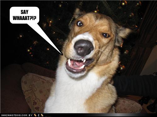 say+what+dog.jpg